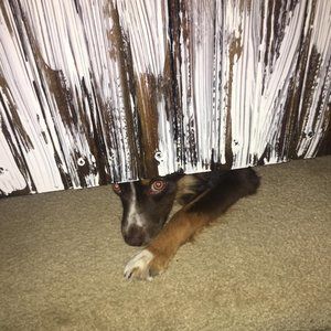 Meet your Posher, Bella